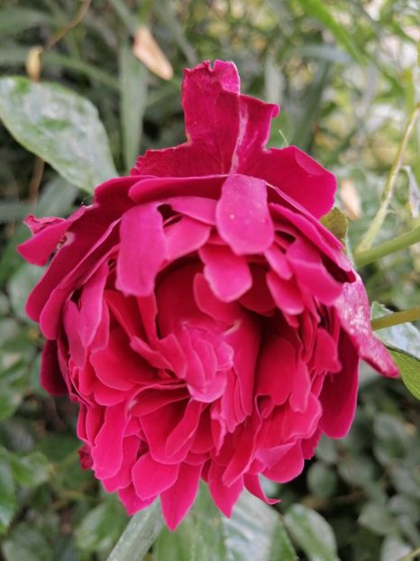  - Trandafirii mei Alain Souchun Pink Lady Ruffles Queen of Sweeden și alții
