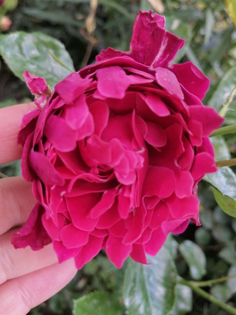  - Trandafirii mei Alain Souchun Pink Lady Ruffles Queen of Sweeden și alții