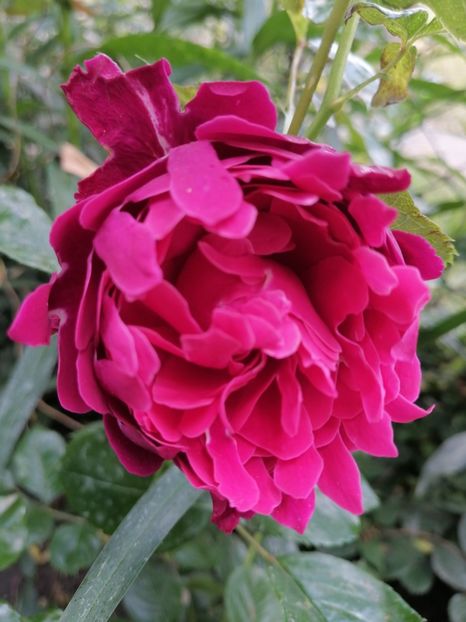  - Trandafirii mei Alain Souchun Pink Lady Ruffles Queen of Sweeden și alții