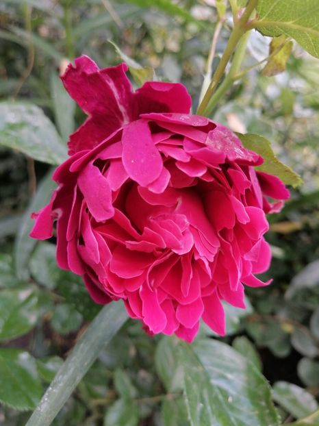  - Trandafirii mei Alain Souchun Pink Lady Ruffles Queen of Sweeden și alții
