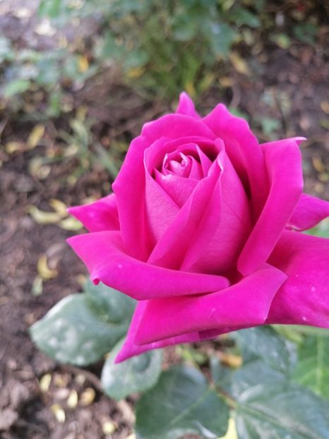  - Trandafirii mei Alain Souchun Pink Lady Ruffles Queen of Sweeden și alții