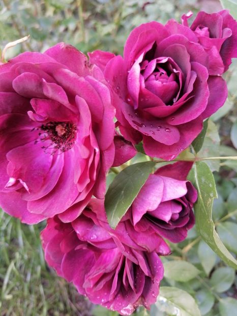  - Trandafirii mei Alain Souchun Pink Lady Ruffles Queen of Sweeden și alții