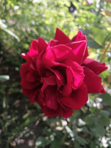  - Trandafirii mei Alain Souchun Pink Lady Ruffles Queen of Sweeden și alții