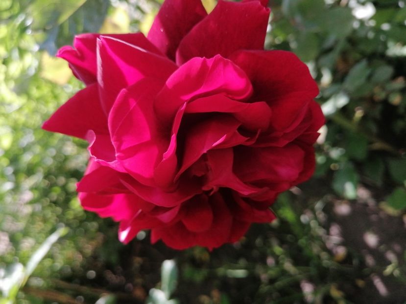  - Trandafirii mei Alain Souchun Pink Lady Ruffles Queen of Sweeden și alții