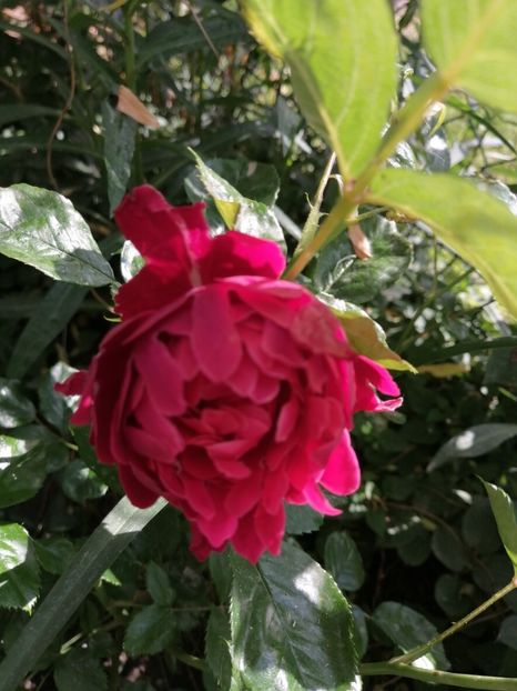  - Trandafirii mei Alain Souchun Pink Lady Ruffles Queen of Sweeden și alții