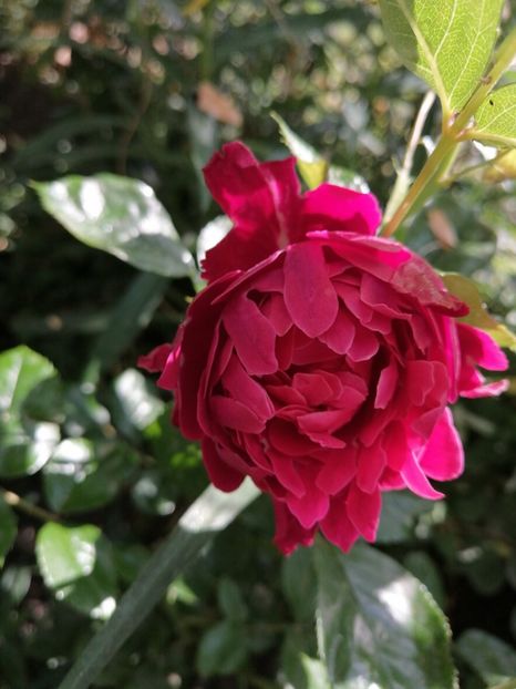  - Trandafirii mei Alain Souchun Pink Lady Ruffles Queen of Sweeden și alții