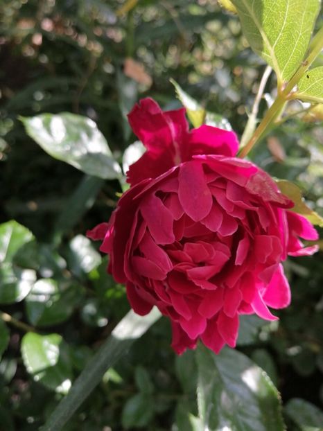  - Trandafirii mei Alain Souchun Pink Lady Ruffles Queen of Sweeden și alții