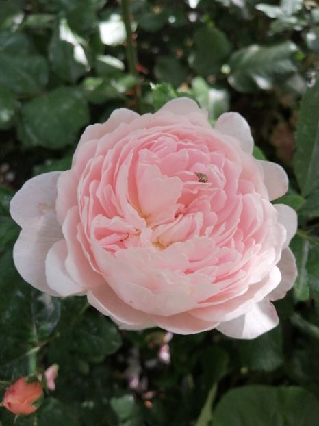  - Trandafirii mei Alain Souchun Pink Lady Ruffles Queen of Sweeden și alții