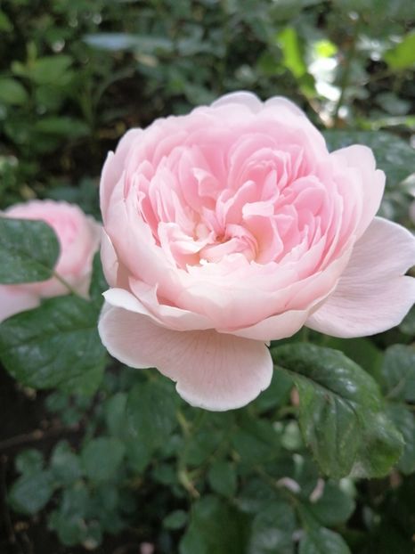  - Trandafirii mei Alain Souchun Pink Lady Ruffles Queen of Sweeden și alții