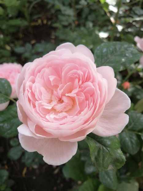  - Trandafirii mei Alain Souchun Pink Lady Ruffles Queen of Sweeden și alții