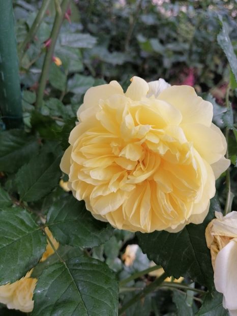  - Trandafirii mei Alain Souchun Pink Lady Ruffles Queen of Sweeden și alții