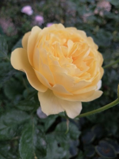  - Trandafirii mei Alain Souchun Pink Lady Ruffles Queen of Sweeden și alții