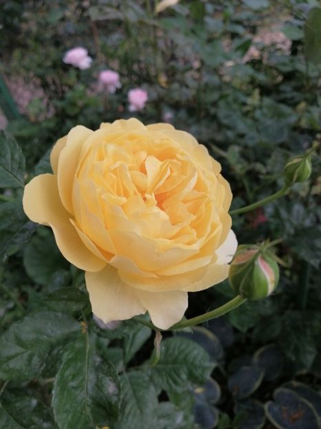  - Trandafirii mei Alain Souchun Pink Lady Ruffles Queen of Sweeden și alții