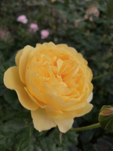  - Trandafirii mei Alain Souchun Pink Lady Ruffles Queen of Sweeden și alții