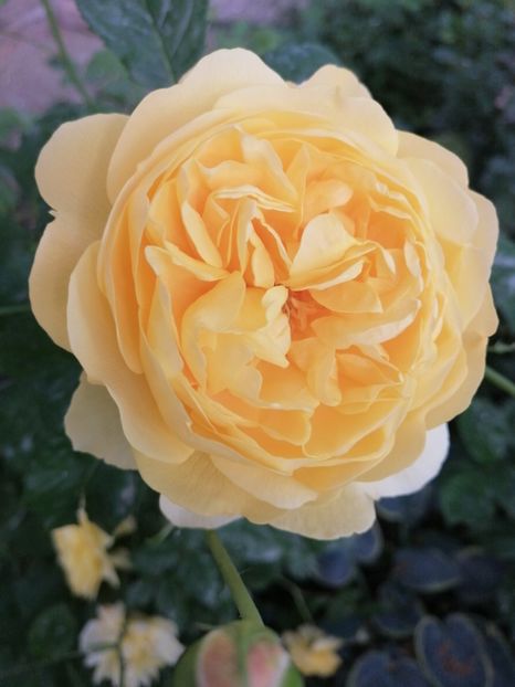  - Trandafirii mei Alain Souchun Pink Lady Ruffles Queen of Sweeden și alții