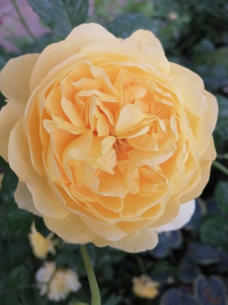  - Trandafirii mei Alain Souchun Pink Lady Ruffles Queen of Sweeden și alții