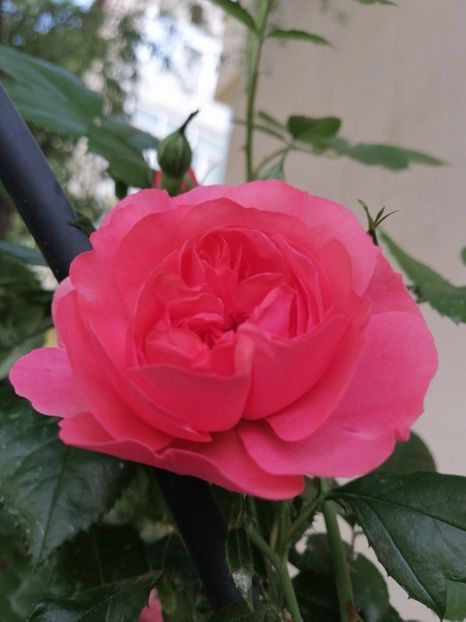  - Trandafirii mei Alain Souchun Pink Lady Ruffles Queen of Sweeden și alții