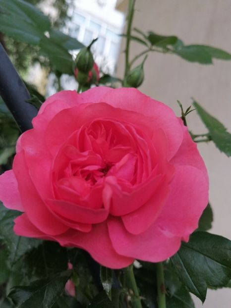  - Trandafirii mei Alain Souchun Pink Lady Ruffles Queen of Sweeden și alții