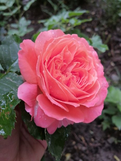 - Trandafirii mei Alain Souchun Pink Lady Ruffles Queen of Sweeden și alții