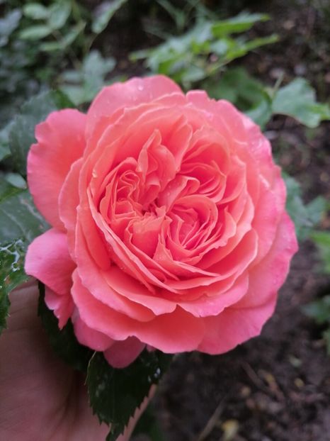  - Trandafirii mei Alain Souchun Pink Lady Ruffles Queen of Sweeden și alții