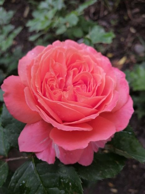  - Trandafirii mei Alain Souchun Pink Lady Ruffles Queen of Sweeden și alții