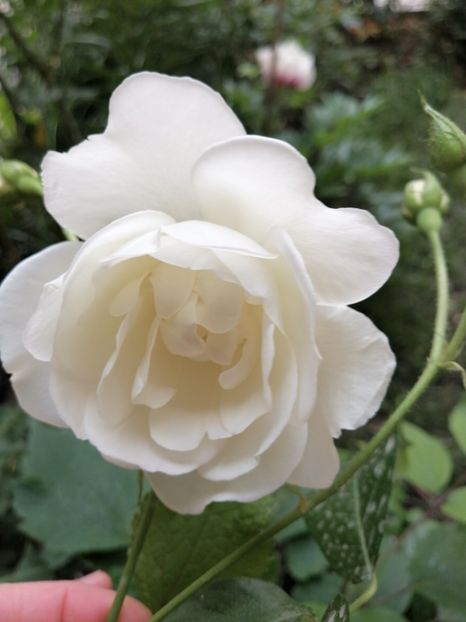  - Trandafirii mei Alain Souchun Pink Lady Ruffles Queen of Sweeden și alții