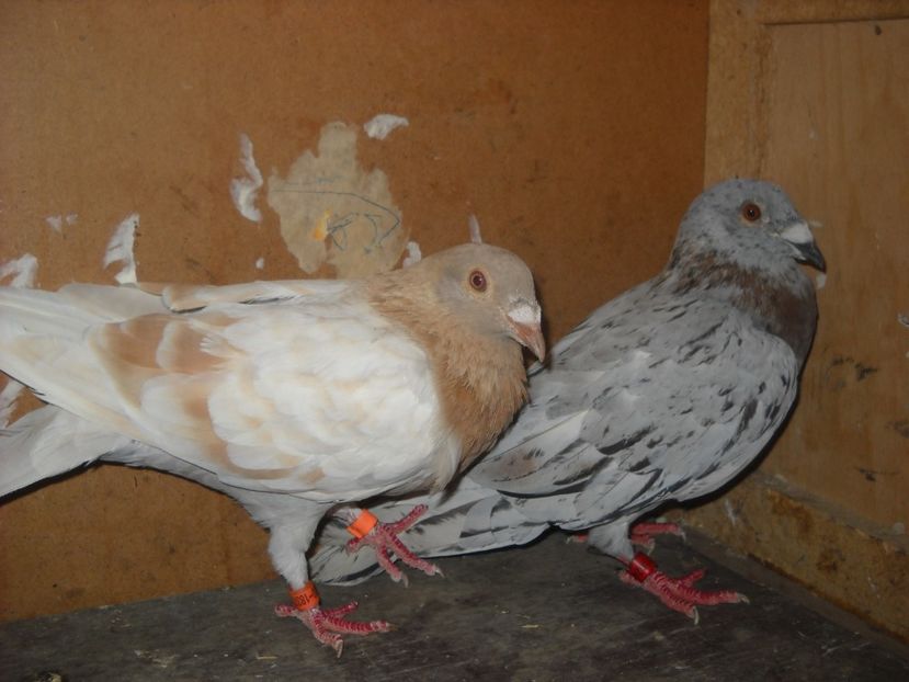  - UNDEVA IN SUCEAVA arhiva