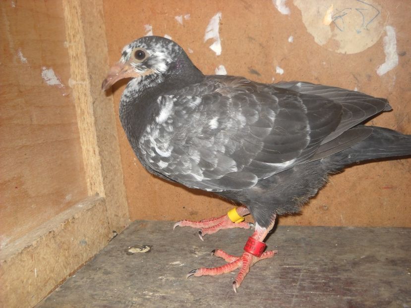  - UNDEVA IN SUCEAVA arhiva