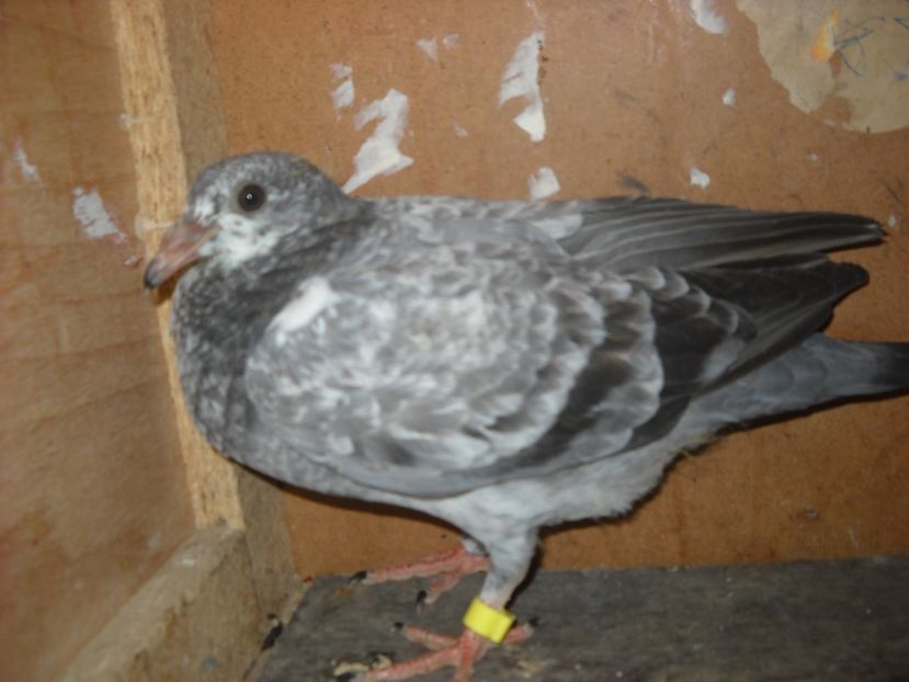  - UNDEVA IN SUCEAVA arhiva