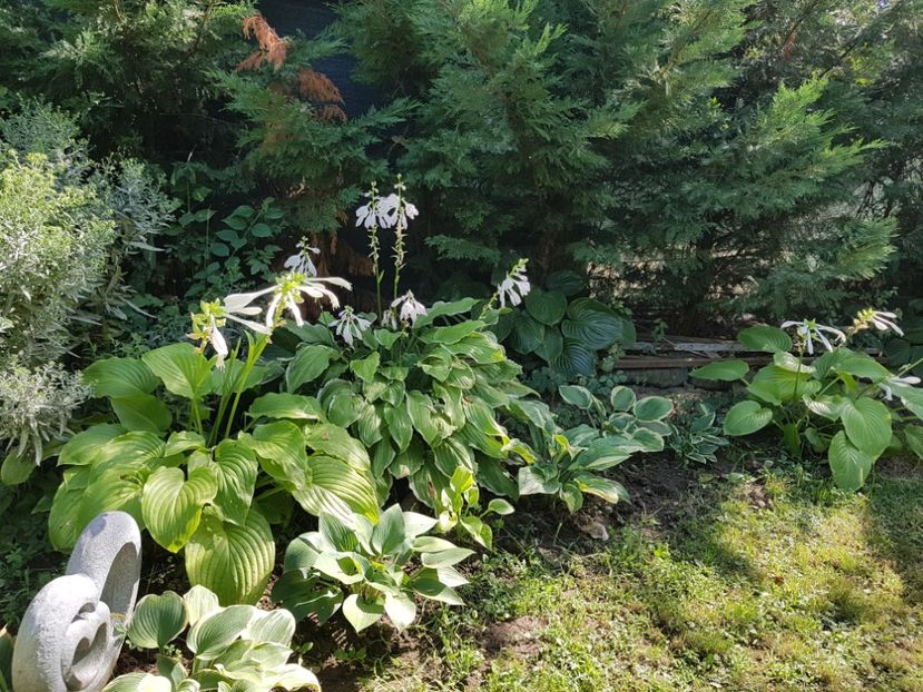  - 2020 Poiana Ciresului