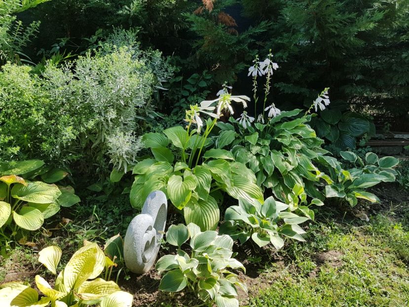  - 2020 Poiana Ciresului