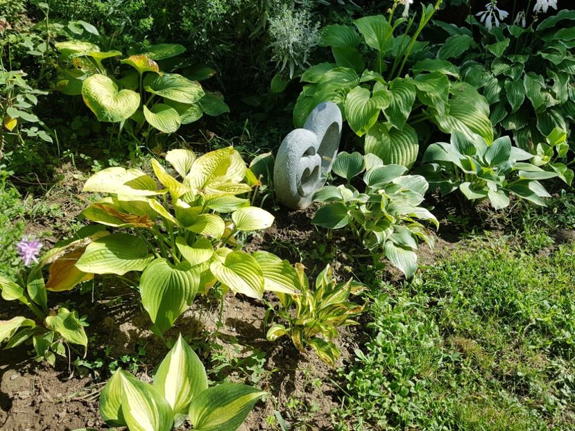  - 2020 Poiana Ciresului