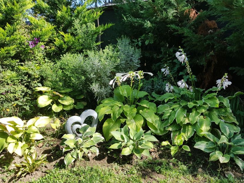  - 2020 Poiana Ciresului