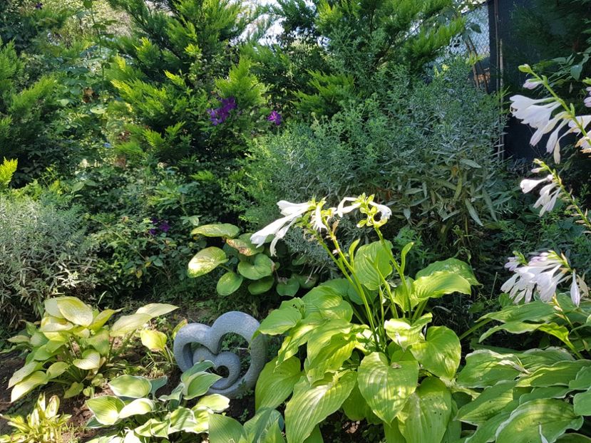  - 2020 Poiana Ciresului