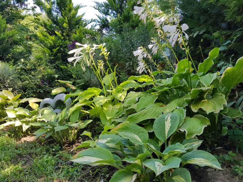  - 2020 Poiana Ciresului