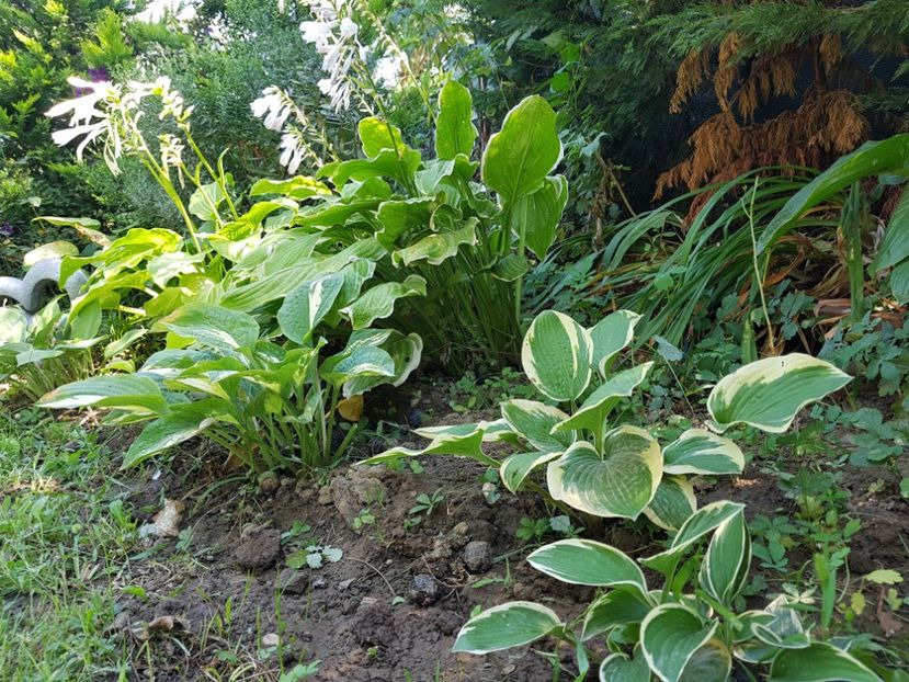  - 2020 Poiana Ciresului