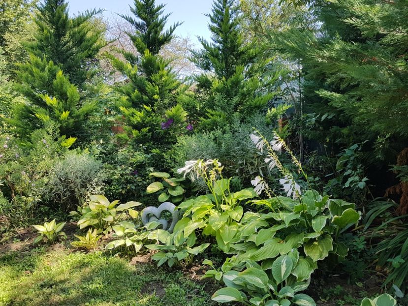  - 2020 Poiana Ciresului