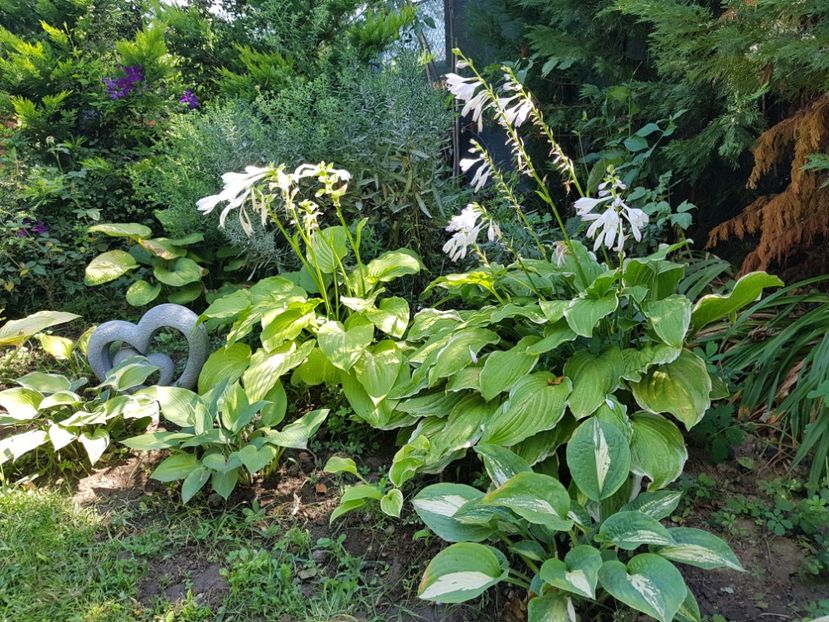  - 2020 Poiana Ciresului