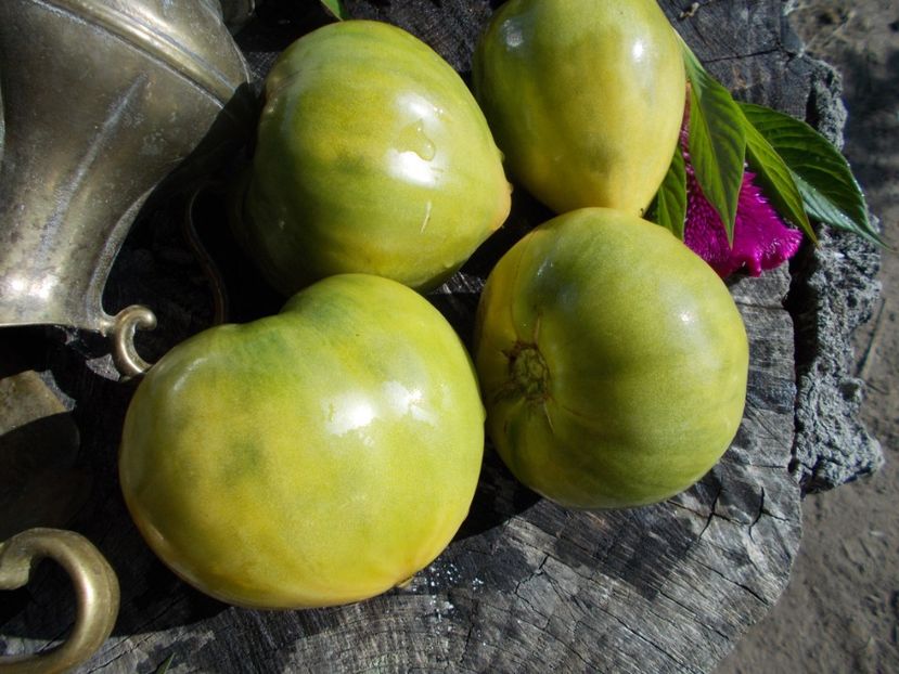  - SEMINTE ROSII - T 296 REINHARD S GREEN HEART