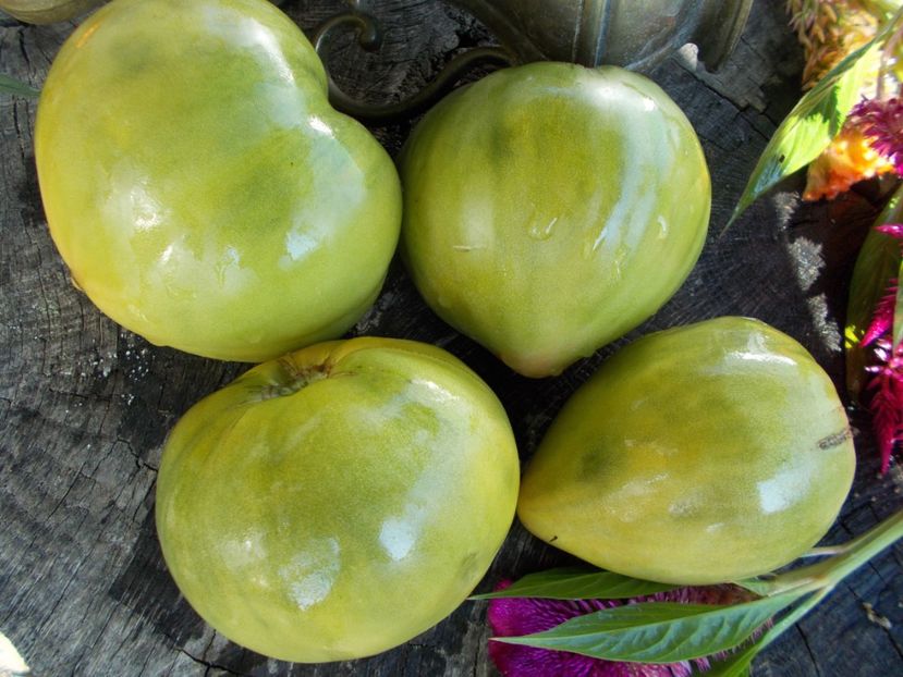  - SEMINTE ROSII - T 296 REINHARD S GREEN HEART