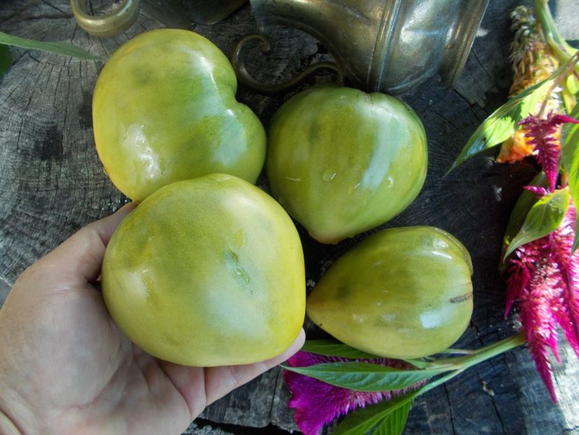  - SEMINTE ROSII - T 296 REINHARD S GREEN HEART