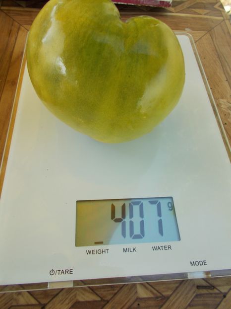  - SEMINTE ROSII - T 296 REINHARD S GREEN HEART