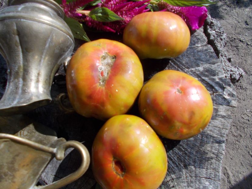  - SEMINTE ROSII - T 603 RENEGADE