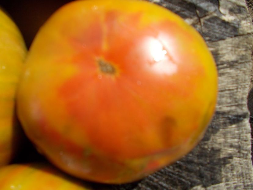  - SEMINTE ROSII - T 603 RENEGADE