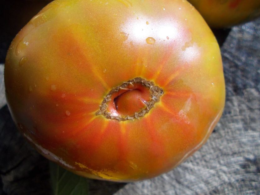  - SEMINTE ROSII - T 603 RENEGADE