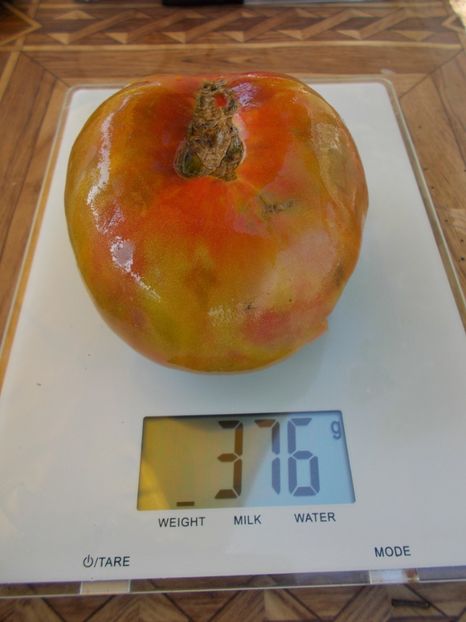  - SEMINTE ROSII - T 603 RENEGADE