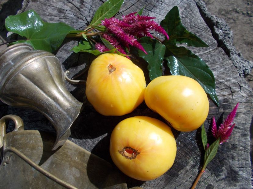  - SEMINTE ROSII - T 498 HUGE LEMON OXHEART