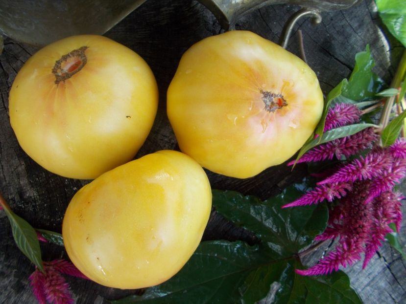  - SEMINTE ROSII - T 498 HUGE LEMON OXHEART