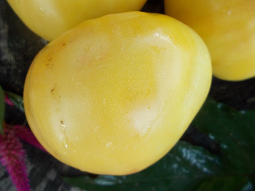  - SEMINTE ROSII - T 498 HUGE LEMON OXHEART