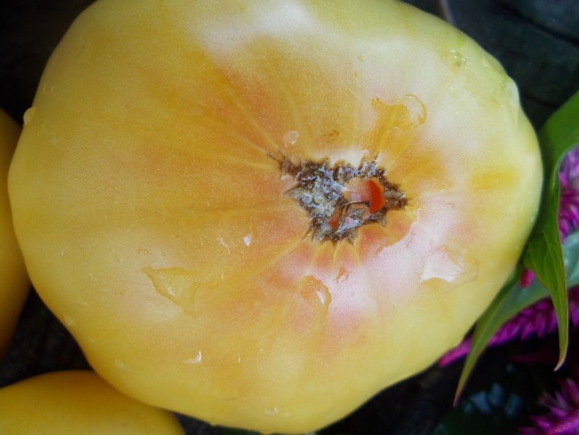  - SEMINTE ROSII - T 498 HUGE LEMON OXHEART